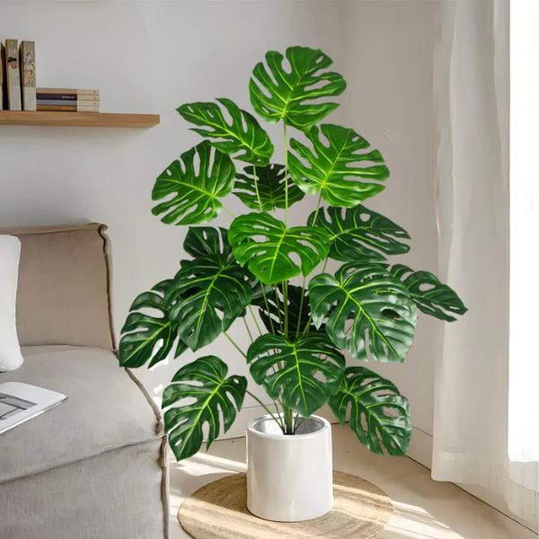 plantas